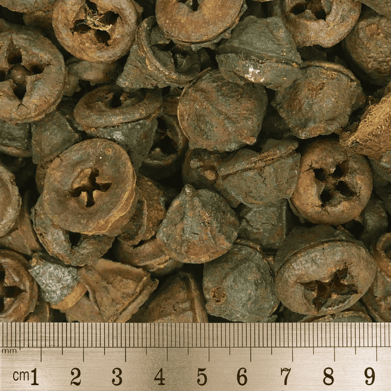 Eucalyptus Pods - Afbeelding 3