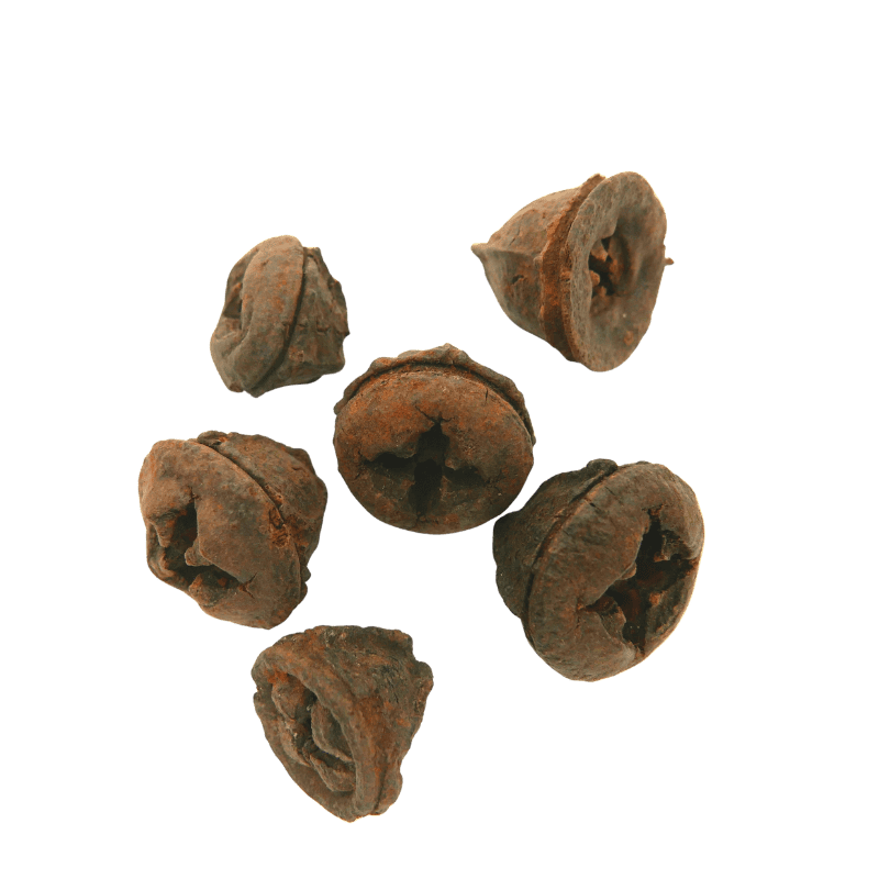 Eucalyptus Pods - Afbeelding 2