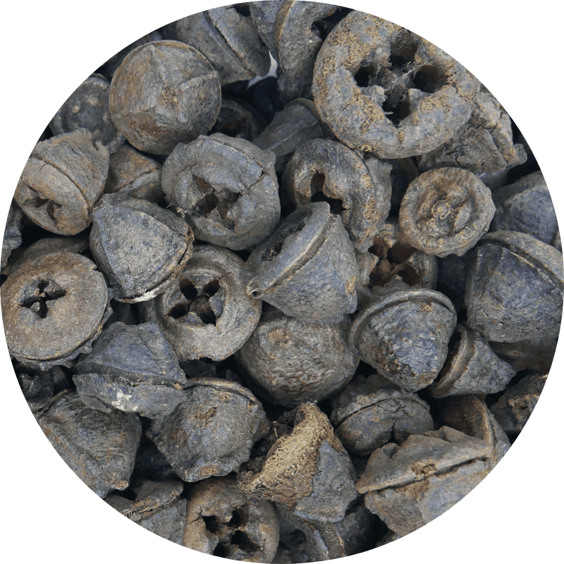 eucalyptus pods