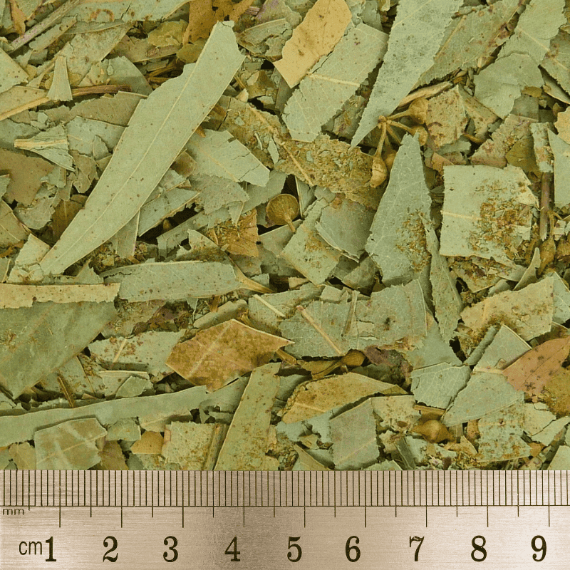 Eucalyptus Blad - Afbeelding 3