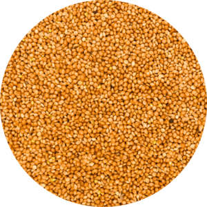 millet geel