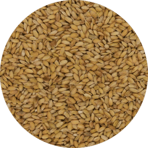 paddy rijst